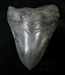 Nice Megalodon Tooth - Georgia #19070-1